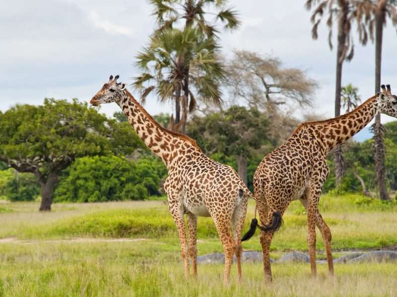 Katavi National Park