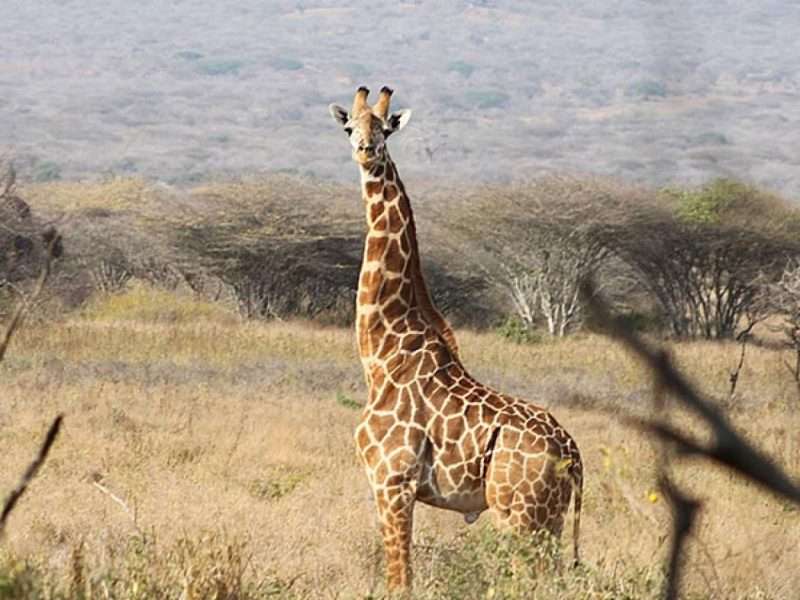 Mkomazi National Park