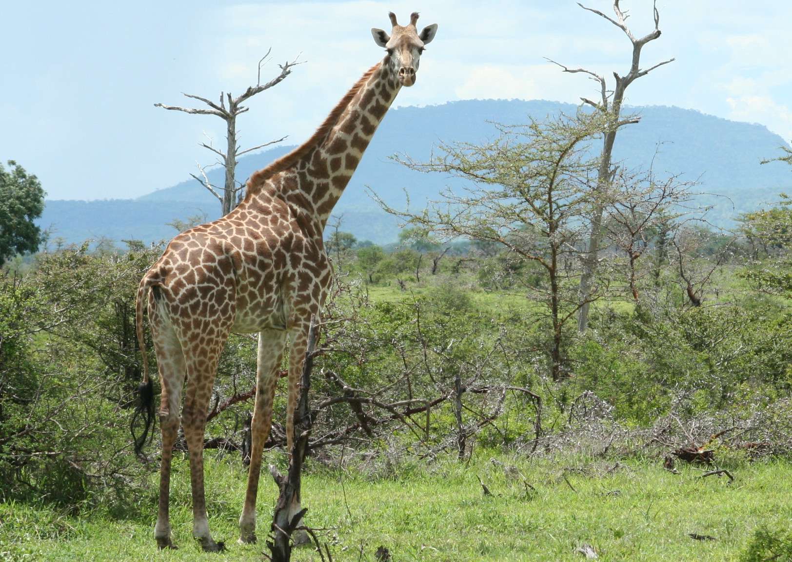 Ngorongoro Highland