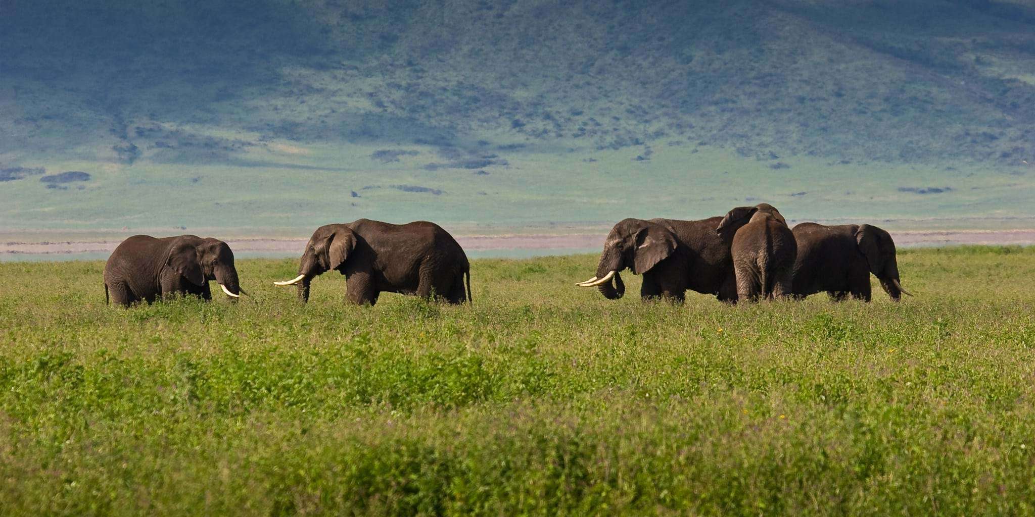 Ngorongoro Crater Day Trip