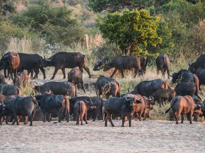 Ruaha National Park