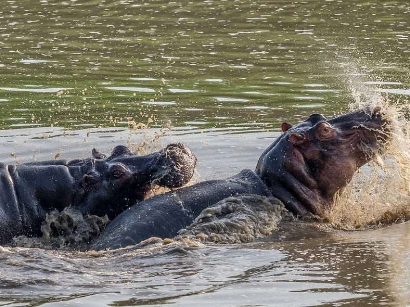 Ruaha National Park