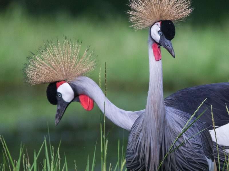 Ruaha National Park