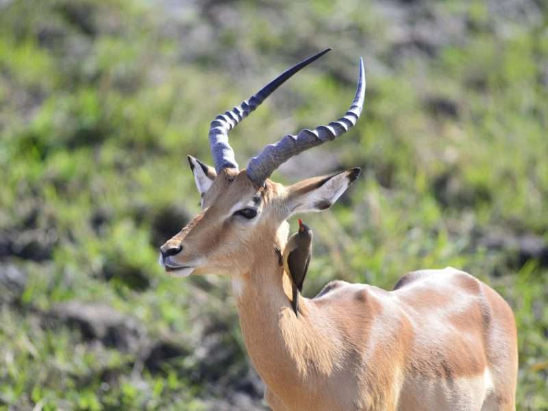 Ruaha National Park