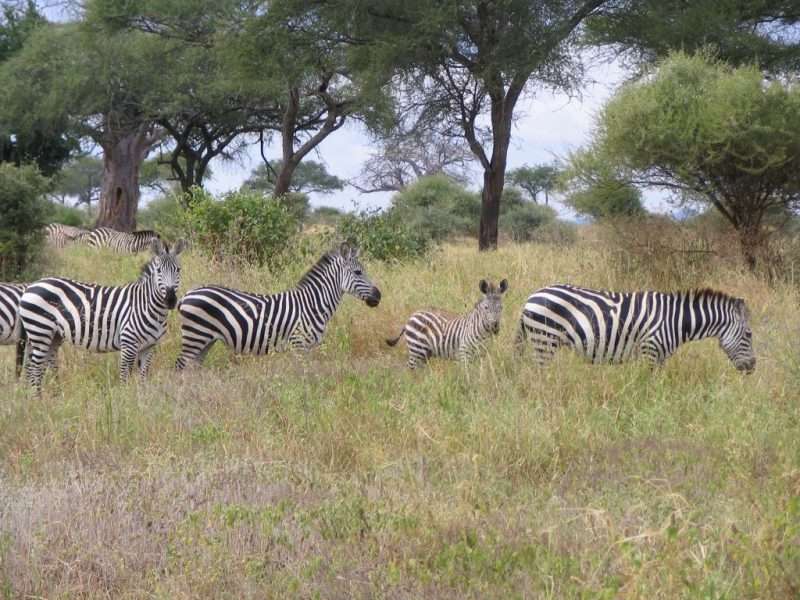 3 Days Manyara/Ngorongoro/Tarangire