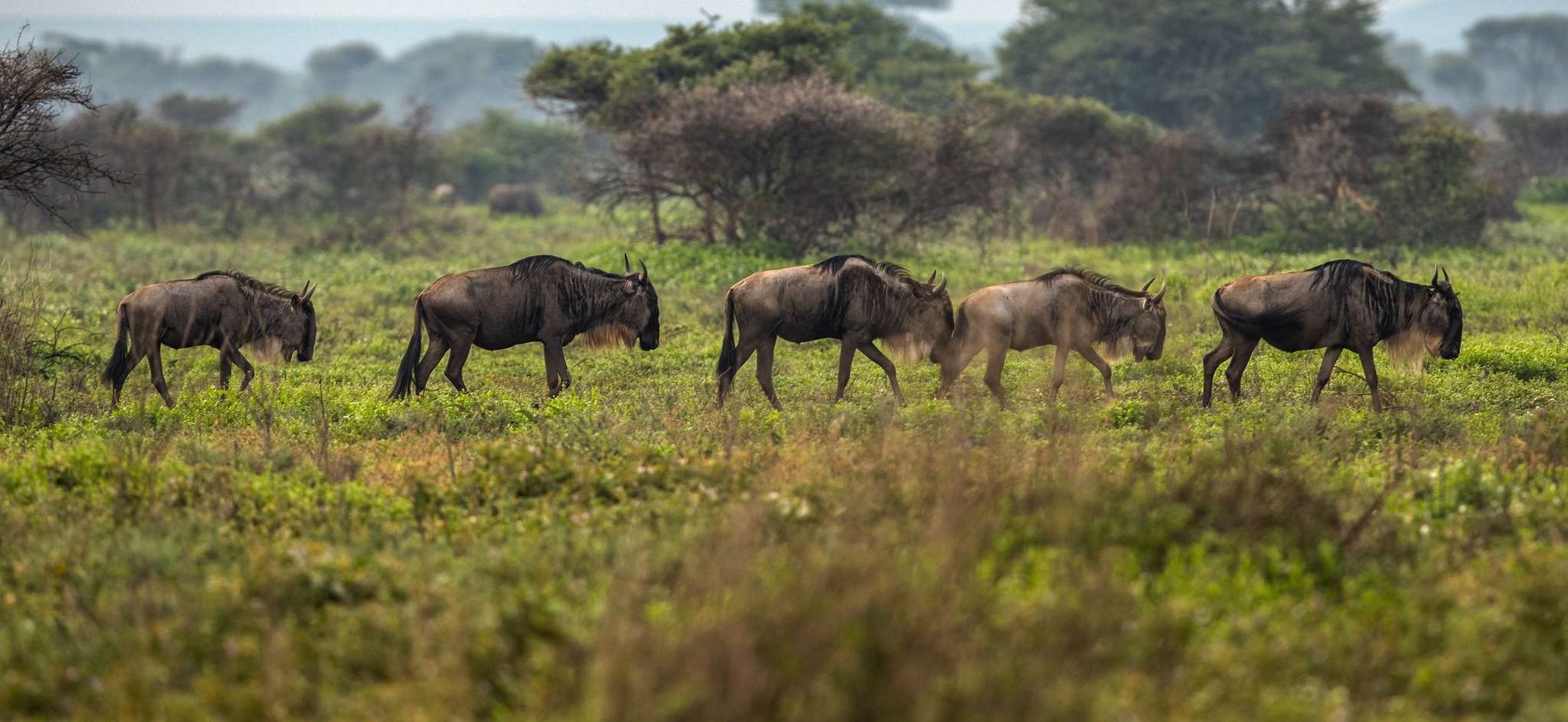 Lions in Serengeti vs. Maasai Mara